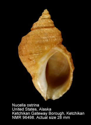 Nucella ostrina.jpg - Nucella ostrina (Gould,1852)